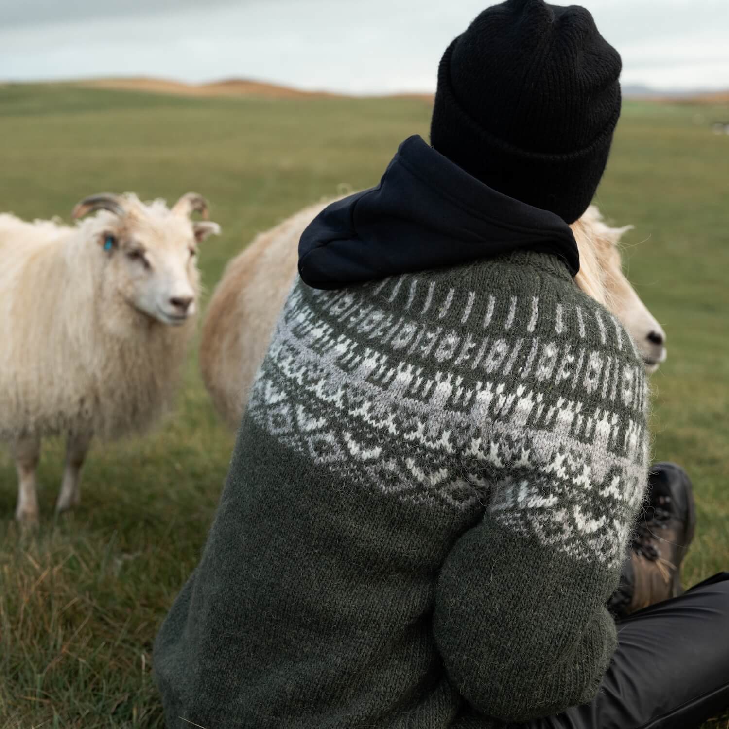 icelandic-wool-sweater-sheep_27.jpeg